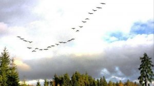 Журавли, журавли улетают ( кавер от Юрана )