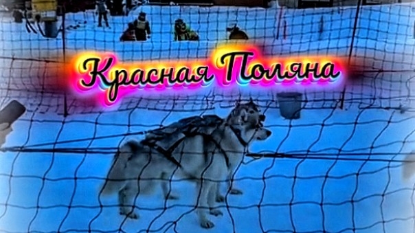 #Красная_Поляна #собачья_упряжка #ездовые_хаски #гонки_на_собаках #пёсики #хаски_в_уряжке