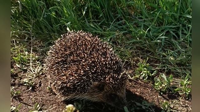 Встреча с ёжиком 🦔 смотреть онлайн