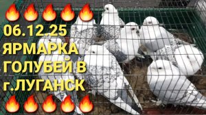 🔥🔥🔥 06.12.25. Ярмарка голубей в г.Луганск (ЛНР). Птичий рынок. Bird Market.  Pigeons Fair.
