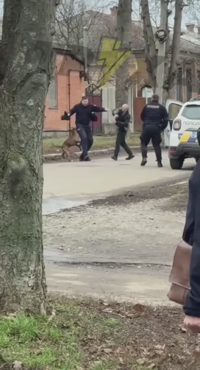 Бойцовская собачка рвёт полицаев за попытку могилизации своего хозяина 🐶 смотреть онлайн