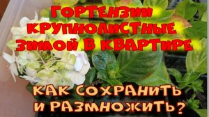 Гортензия крупнолистная зимой дома. Сохранить и размножить.