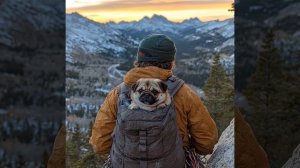 Мопс Альпинист