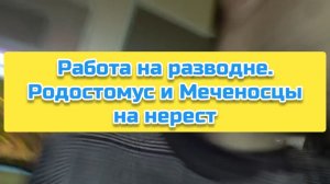 Работа на разводне. Родостомус и Меченосцы на нерест