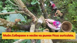 Muôn и друзья из Вьетнама. Собираем и несём на рынок Ficus auriculata.