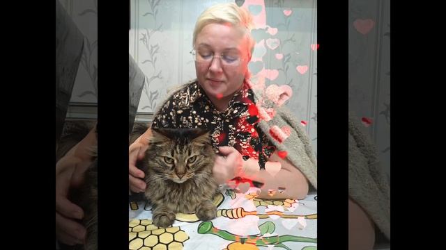 кот Рамзес смотреть онлайн