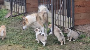 Разошлись щенки по вольерам