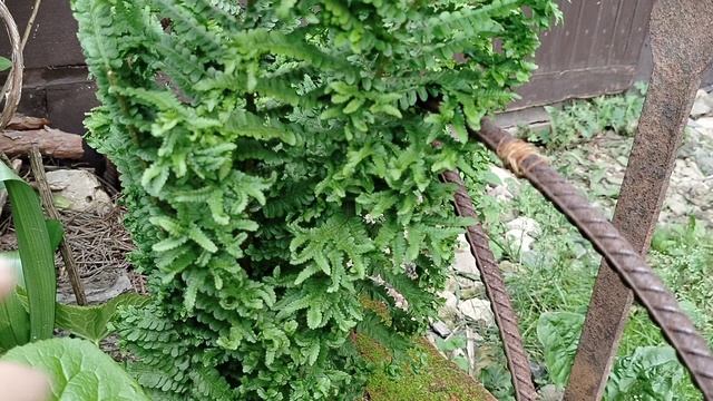 Папоротники теневого цветника в нашем саду 2025 смотреть онлайн