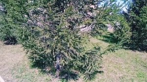 Никольский мужской монастырь. Большекулачье, Омская область