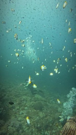 Philippines diving.mp4