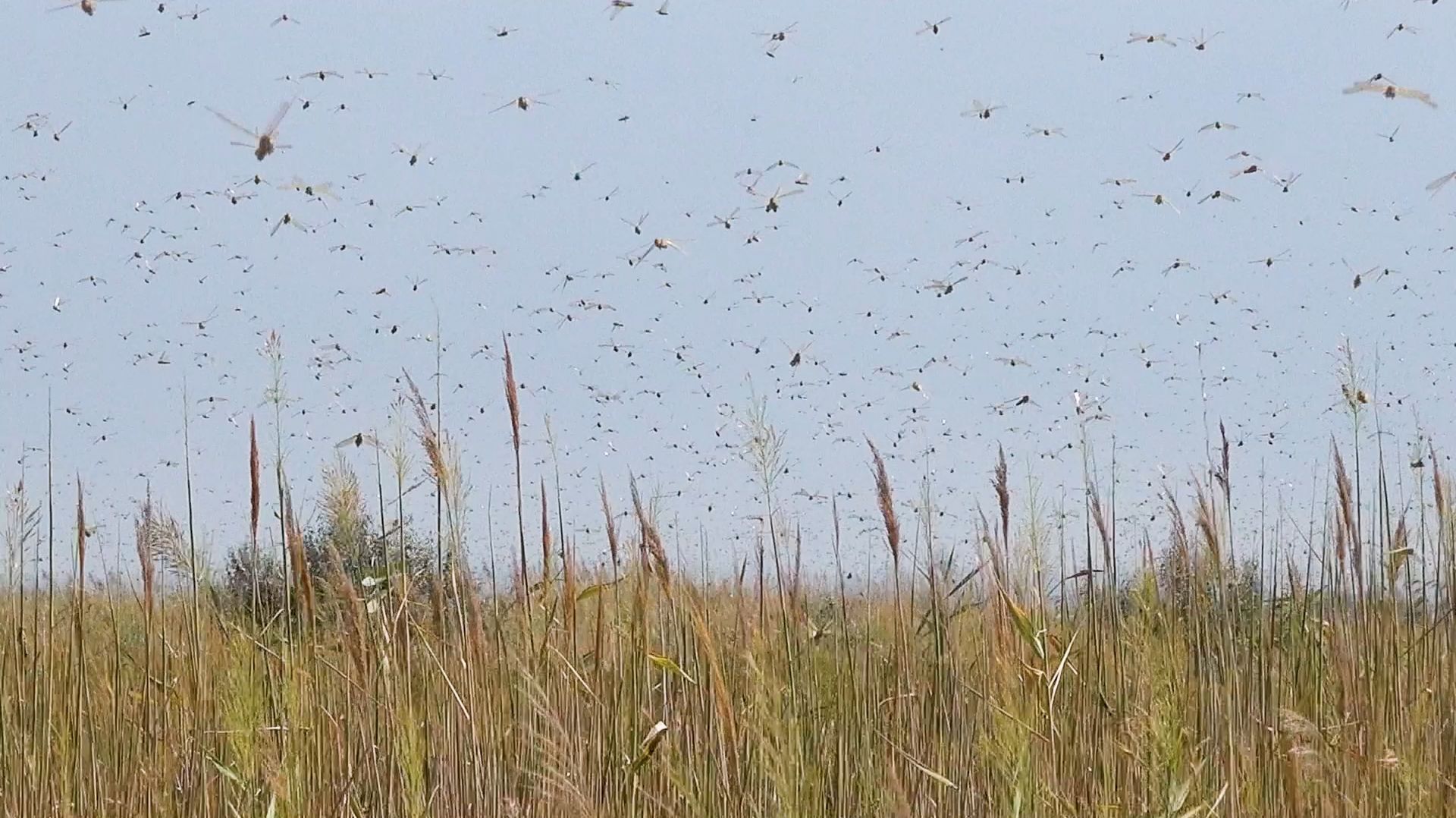 Саранча на Кубани