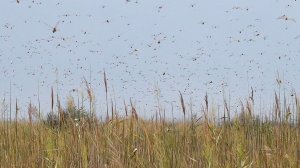 Саранча на Кубани