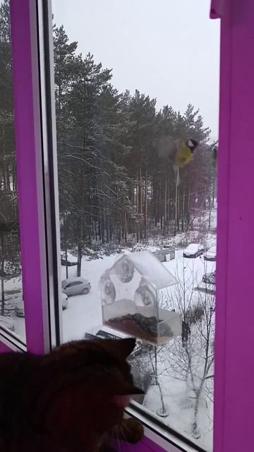 Барся ищет (ловит) друзей (синичек) смотреть онлайн