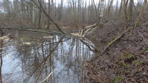 Стройка бобров