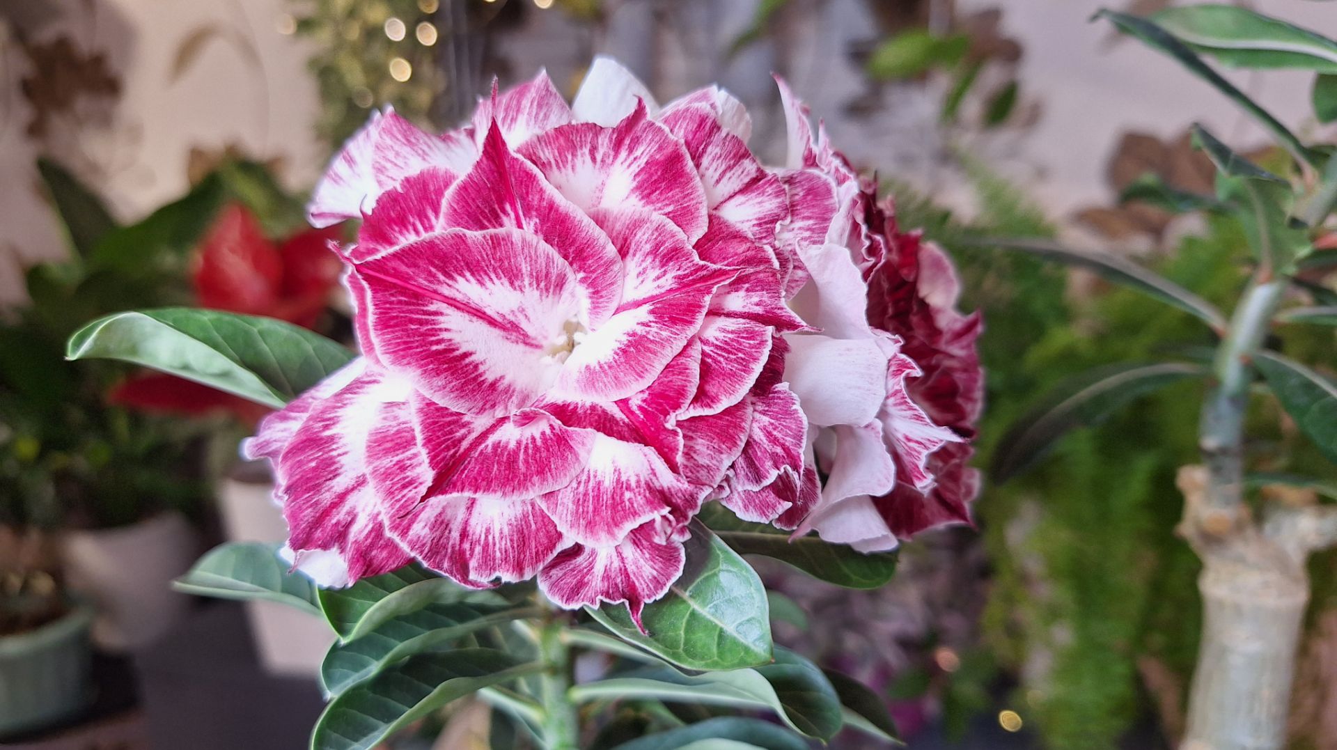 Адениумы- цветение в декабре смотреть онлайн