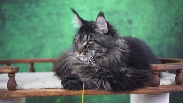 Barten смотреть онлайн