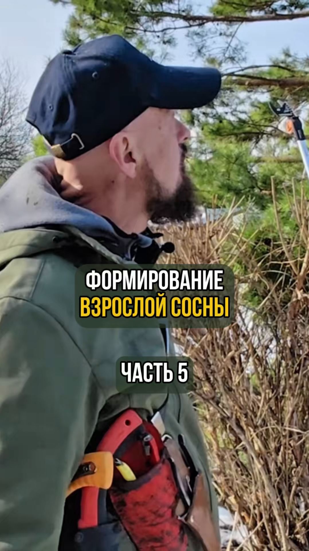 Формирование взрослой сосны. Часть 5 смотреть онлайн
