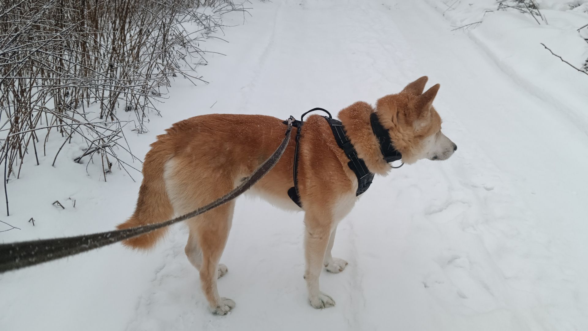 Утренний Променад. смотреть онлайн