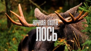 Ночная Охота на Трофейного Лося в Свердловской области