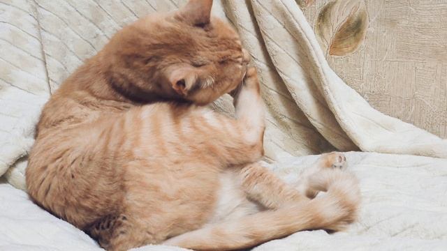 Рыжий кот умывается. ч.1. смотреть онлайн