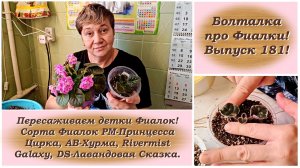Болталка про Фиалки! Выпуск 181! Пересаживаем детки Фиалок!