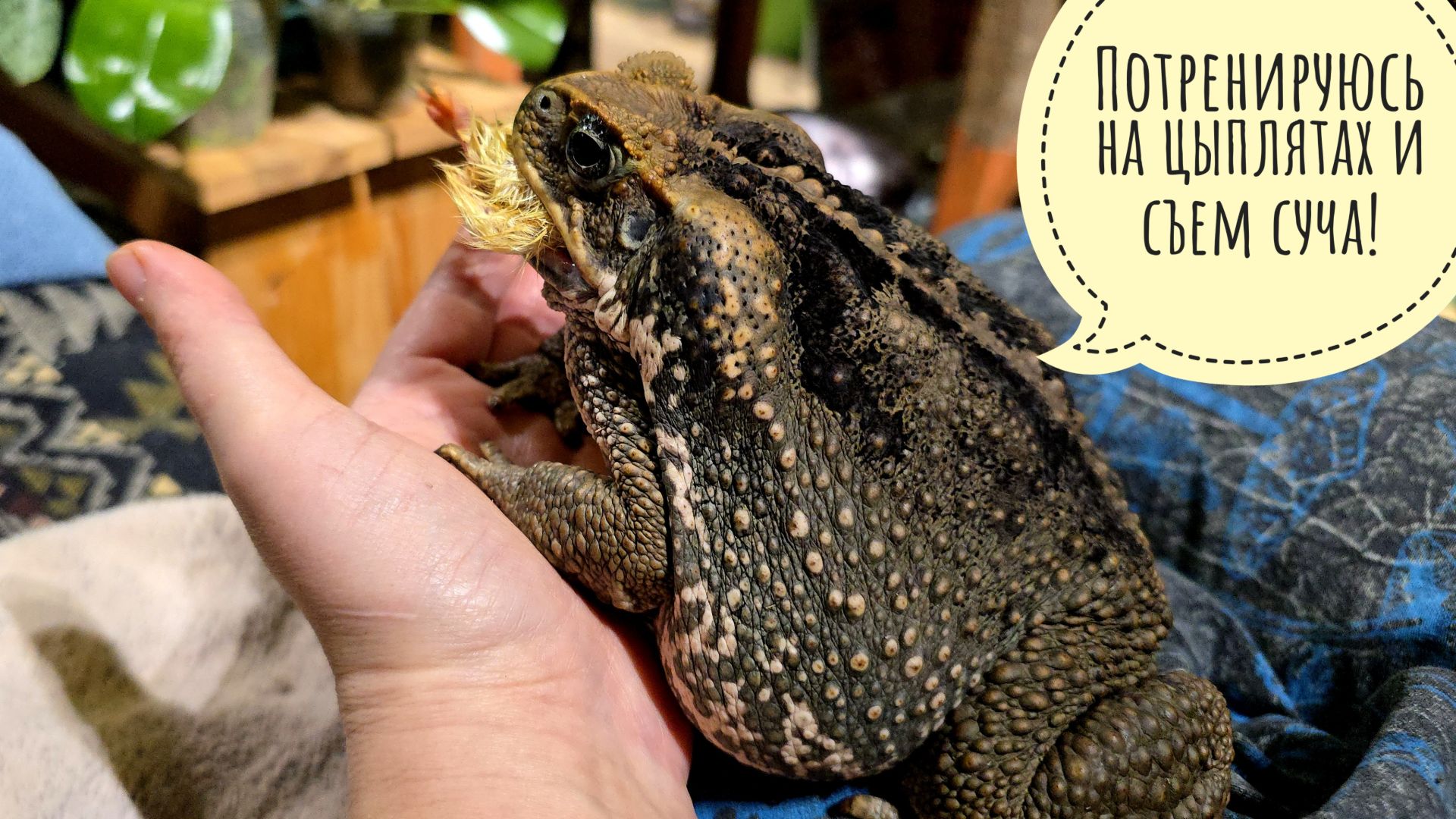 Я покормила восемнадцать сантиметров жабы! А что полезного сегодня сделал ты? смотреть онлайн