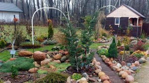 Воскресный визит на дачу.Хвойные растения растут быстро🌲💚