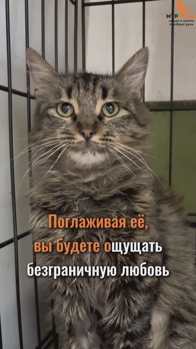 Эйва ждёт вас в приюте #Муркоша смотреть онлайн