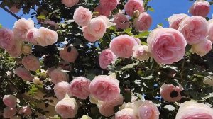 роза Пьер де Ронсар в сезоне 2024 года.