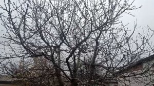 Обрезка запущенной черешни с понижением кроны.