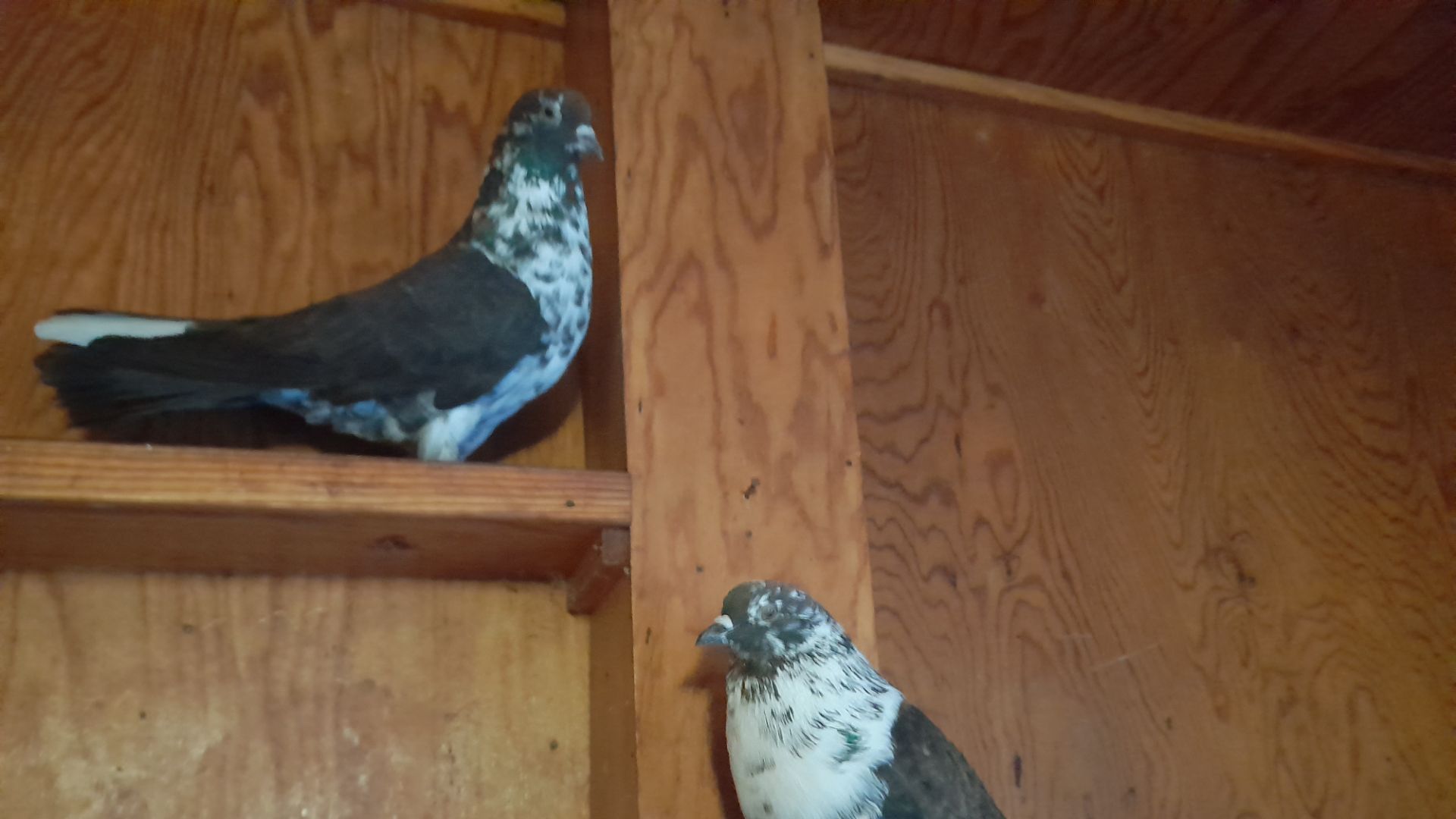 Николаевские голуби Обзор пары и немного о предыдущем видео смотреть онлайн