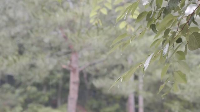 reycamp rein смотреть онлайн