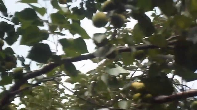 3. В.Железов. Урожай 2016. Шелковица смотреть онлайн