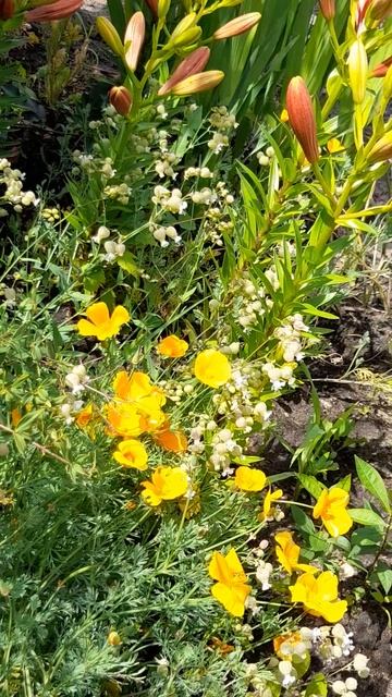 Эшшольция. смотреть онлайн