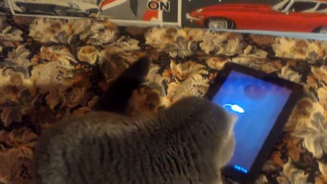 Cat playing with virtual mouse смотреть онлайн