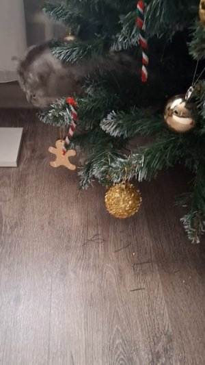 Типо новогодний подарок😅