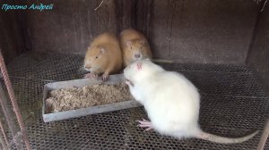 НУТРИЯ Утреннее кормление