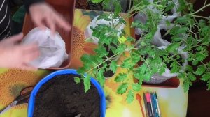 Как я делаю здоровую толстую рассаду томатов для раннего урожая. Увеличиваю объем грунта.