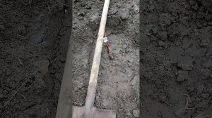 Посадка саженцев винограда осенью нашим способом.