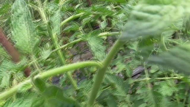 2 лучших сорта из томатов - новинок 2022 года. Томат Углерод и томат Восход джаза. смотреть онлайн