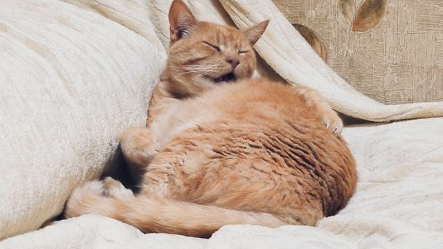 Рыжий кот умывается. ч.3. смотреть онлайн