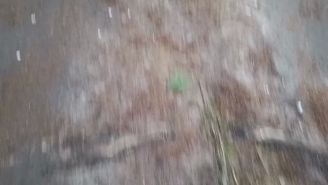 #шикарный лес в декабре смотреть онлайн