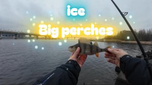 #streetfishing | Толстые зимние окуни |