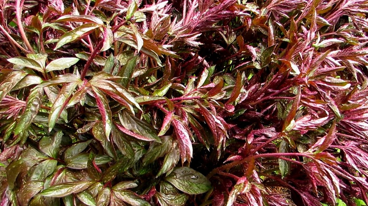 Молодой пион после дождя смотреть онлайн