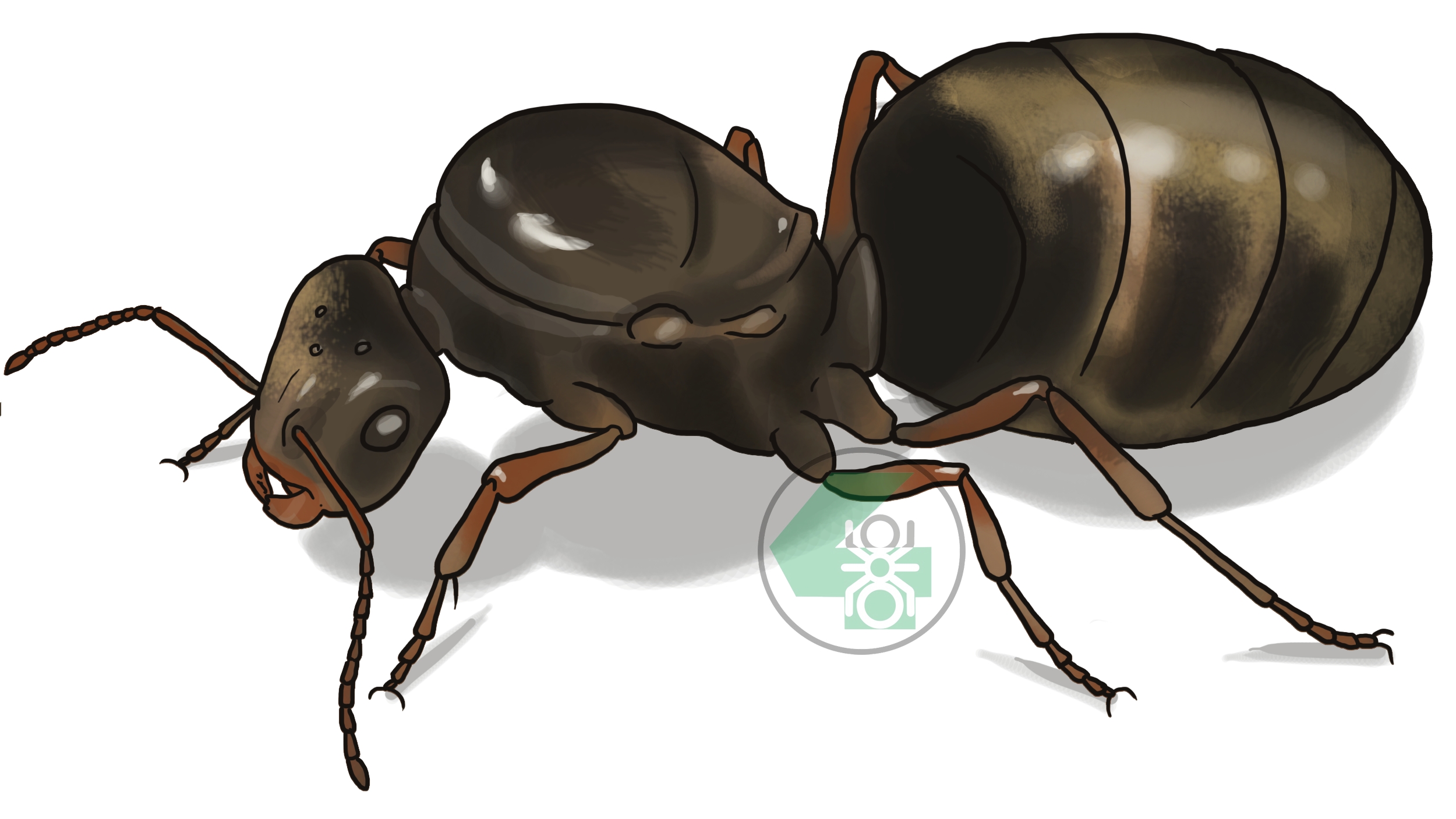 как у ShaDimka123  появилась матка чëрного садового муравья.