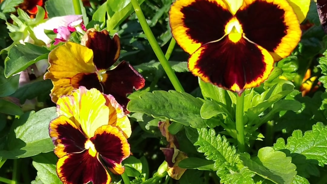 Мир глазастиков! Виолы. Красота. смотреть онлайн