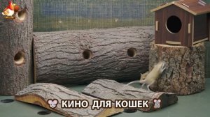 Видео для кошек про крысок развлекать питомцев 🐭🐀😂 (396)
