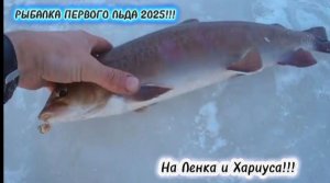 Рыбалка по Первому Льду 2025/2026!!! Огромный Ленок как Дал,Чуть Удочку в Лунку не Утащил!!!