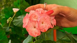 Очень интересный сорт пеларгонии!