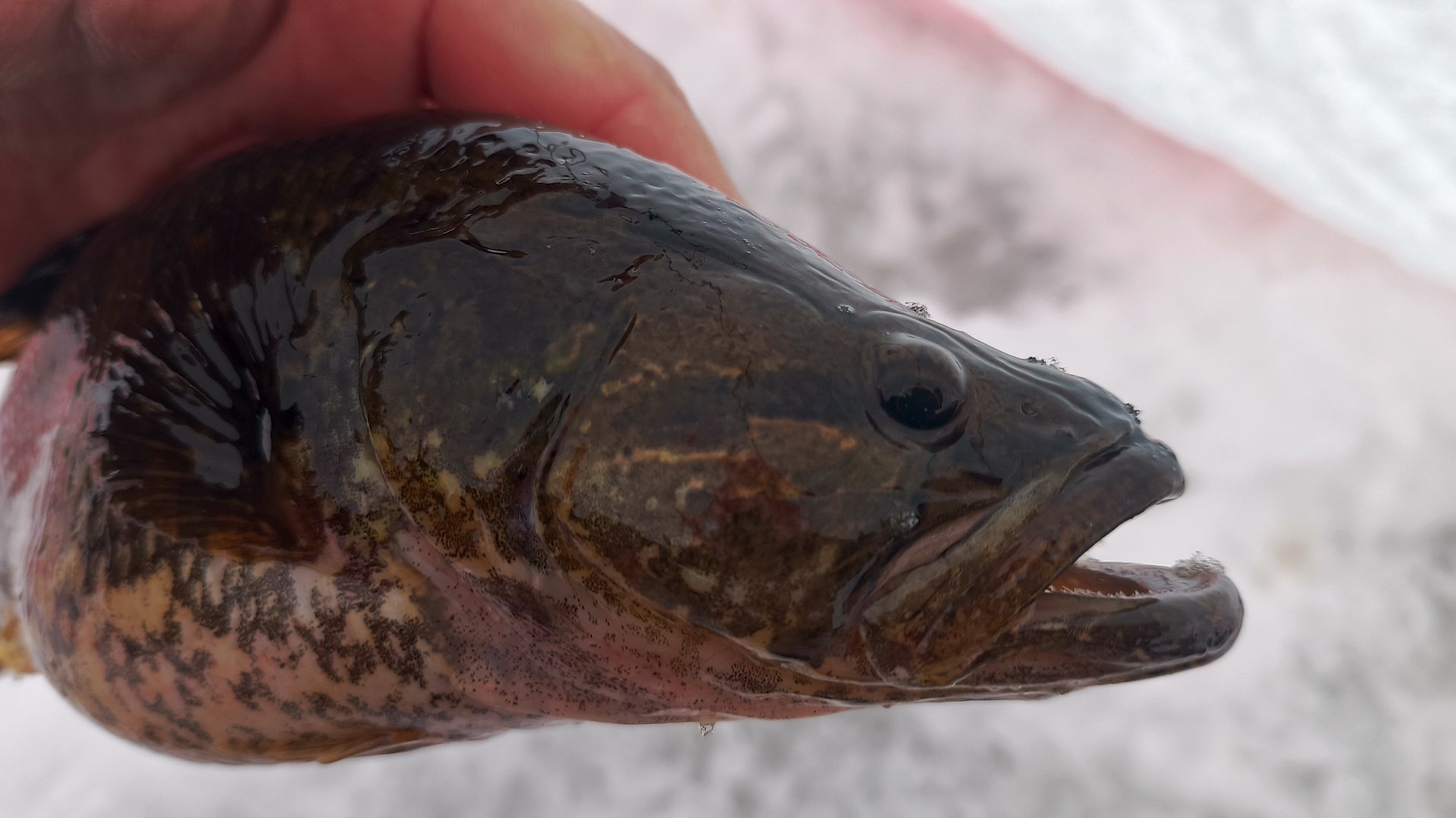 Ловля Ротана, подводная съёмка. смотреть онлайн